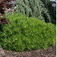 Сосна низька Лоу Глоу (Pinus low glow) ра 90см