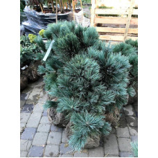 Сосна м'яка 'Цесаріні Блю' (Pinus flexilis 'Cesarinii Blue')h30-40