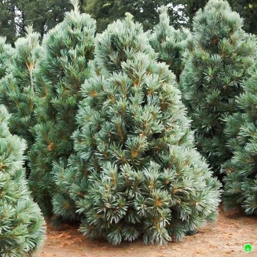 Сосна м’яка 'Вандерволфс Пірамідаліс' (Pinus flexilis 'Vanderwolf's Pyramidalis') h 100-125