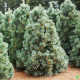 Сосна м’яка 'Вандерволфс Пірамідаліс' (Pinus flexilis 'Vanderwolf's Pyramidalis') h 100-125