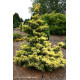 Сосна дрібноквіткова Голділокс  Pinus parviflora Goldilocks /h30-40
