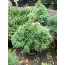 Сосна веймутовая Тини Курлс Pinus strobus Tiny Curls/ h 40-50