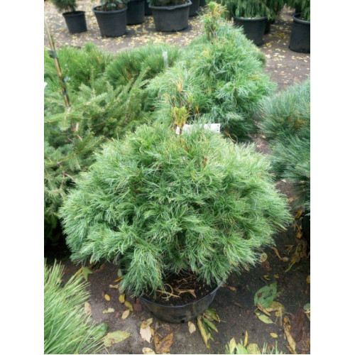 Сосна веймутовая Тини Курлс Pinus strobus Tiny Curls/ h 40-50 Сосна веймутовая Тини Курлс Pinus strobus Tiny Curls/ h 40-50