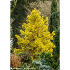 Сосна звичайна Ауреа / Pinus sylvestris Aurea h65-100