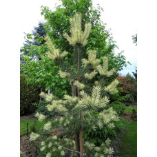 Сосна звичайна 'Бялогон' (Pinus sylvestris 'Białogon') 40-60 С7,5