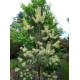 Сосна звичайна 'Бялогон' (Pinus sylvestris 'Białogon') 40-60 С7,5