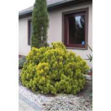 Сосна гірська Вінтер Голд (Pinus mugo Winter gold)/h30