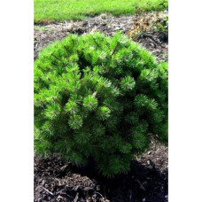 Сосна густоквіткова Джейн Клуіс (Pinus densiflora Jane Kluis)/h30