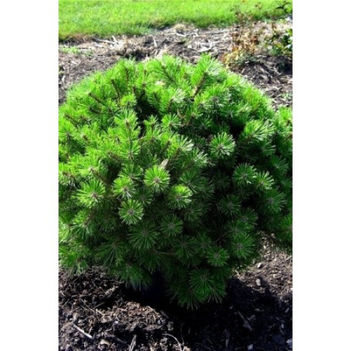 Сосна густоквіткова Джейн Клуіс (Pinus densiflora Jane Kluis)/h30 Сосна густоквіткова Джейн Клуіс (Pinus densiflora Jane Kluis)/h30
