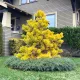 Сосна конторта 'Chief Joseph'  ра (Pinus contorta 'Chief Joseph') 90-100/15-25 С5