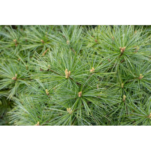Сосна Веймутовая Грег, Pinus strobus Greg/h20 Сосна Веймутовая Грег, Pinus strobus Greg/h20