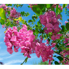 Робінія щетиниста (Robinia hispida) stam 150-160