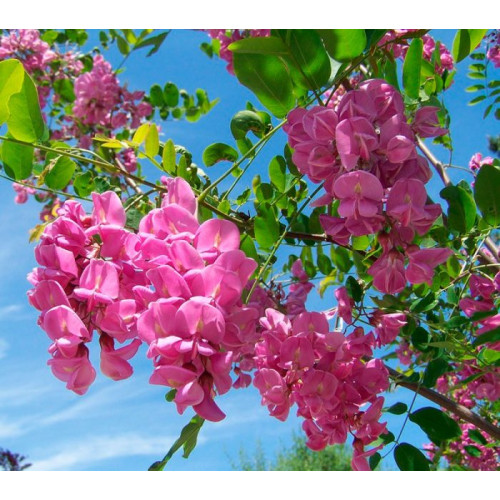 Робінія щетиниста (Robinia hispida) stam 150-160 Робінія щетиниста (Robinia hispida) stam 150-160