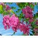 Робінія щетиниста (Robinia hispida) stam 150-160