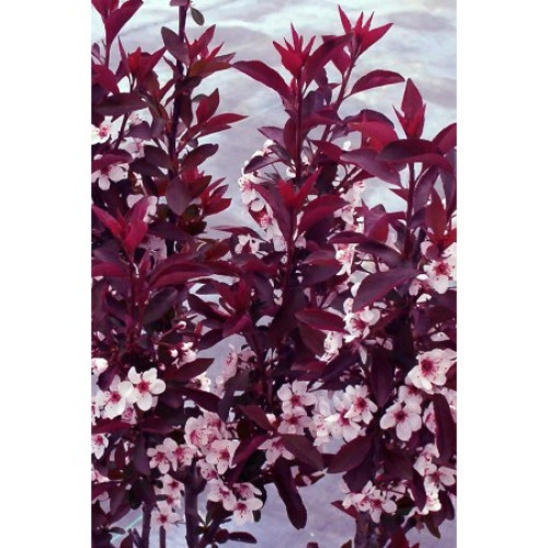 Слива вишнеплідна Пісарди / Prunus cerasifera Pissardii stam 70-80 h150-170 Слива вишнеплідна Пісарди / Prunus cerasifera Pissardii stam 70-80 h150-170