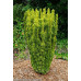 Тис ягідний 'Давід' Taxus david / h 65-90
