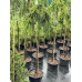 Ялина звичайна Інверса (Picea abies Inversa) stam 110-140cm