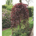 Fagus sylvatica 'Purpurea Pendula', Бук європейський 'Пурпуреа Пендула' штамб 170cm