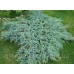 Ялівець лускатий 'Холгер' Juniperus squamata 'Holger' / h30