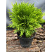 Туя Даніка Thuja occidentalis Danica /h20