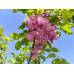 Робінія щетиниста (Robinia hispida) stam 150-160