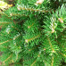 Ялиця корейська Діскус (Abies koreana Discus)/h50-75