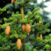 Ялина Японська Picea Polita/h70-80