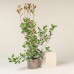 Фотінія Фрезера Ред Робін  Photinia x fraseri 