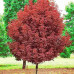 Клен гостролистий (Acer platanoides) Crimson Sentry stam 150
