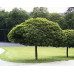 КЛЕН ГОСТРОЛИСТИЙ 'ГЛОБОЗУМ' ШТАМБ Acer platanoides 'Globosum' pa 180-200