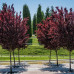 Слива вишнеплідна Пісарди / Prunus cerasifera Pissardii stam 70-80 h150-170