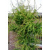 Модрина європейська Хорстманн Рекурвед (плакуча) Larix decidua Horstmann Recurved/h50-60