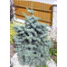 Ялиця одноколірна Віолеція (Abies concolor Violacea) h25-35