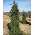 Ялина звичайна Інверса (Picea Abies Inversa) h40