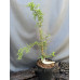 Кипарисовик дворядний Конторта Taxodium distichum ‚Contorta‘ /h50
