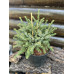 Ялина чорна маріанна хорстманн Picea mariana 'Horstmann'  / h 25