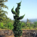 Кипарисовик Лавсона Вісселс Сагуаро Chamaecyparis lawsoniana Wissel’s Saguaro h 80-100