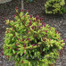 Ялина звичайна Уайлд Страубері pa  Picea abies Wild Strawberry 40cm