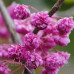 Церціс Канадський Пінк Пом Понс – Cercis Canadensis Pink Pom Poms /h 140-150