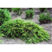 Ялина звичайна Прокумбенс. (Picea abies Procumbens)/h20-30