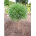 Сосна Веймутовая Грег, Pinus strobus Greg/h20