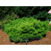 Сосна густоквіткова Джейн Клуіс (Pinus densiflora Jane Kluis)/h30