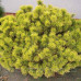 Сосна гірська Вінтер Голд (Pinus mugo Winter gold)/h30