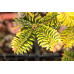 Ялиця кавказька нордмана Ауреа Abies nordmanniana Aurea/h30-40