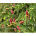 Ялина звичайна 'Акрокон', Picea abies 'Acrocona'/h25-30