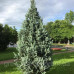 Ялина колюча 'Ізелі Фастігіата', Picea pungens 'Iseli Fastigiata /h40