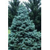 Ялиця одноколірна Компакта, Abies concolor Compacta h25-35