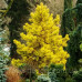 Сосна звичайна Ауреа / Pinus sylvestris Aurea h65-100