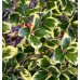 Падуб альтаклеренсіс Голден Кінг  Ilex altaclerensis Golden King  h90