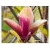Магнолія Перше кохання  MAGNOLIA  FIRST LOVE H230